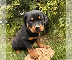 Rottweiler Puppy for sale in MIDDLEBURY, IN, USA