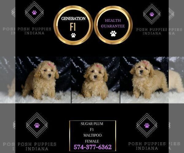 Medium Photo #123 Maltipoo Puppy For Sale in WARSAW, IN, USA