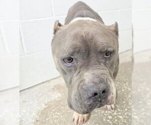 American Bulldog Dogs for adoption in Houston, TX, USA