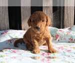 Small Photo #9 Goldendoodle (Miniature) Puppy For Sale in BLOOMINGTON, IN, USA