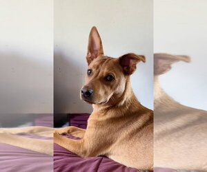 Lucky - Male Carolina Dog Dog for Adoption - Photo #17