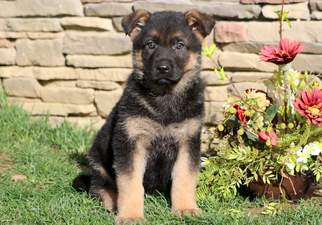 German Shepherd Dog Puppy for sale in MOUNT JOY, PA, USA