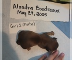 Puppy Female 1 Mocha Dachshund