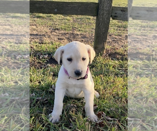 Medium Photo #2 Labrador Retriever Puppy For Sale in CANOGA, NY, USA