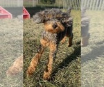 Small #5 Poodle (Toy)