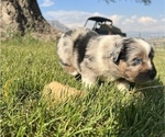 Small Photo #8 Miniature Australian Shepherd Puppy For Sale in TONASKET, WA, USA