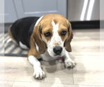 Small #2 Beagle