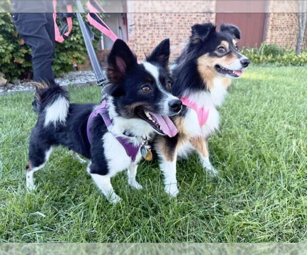 Medium Photo #3 Mutt Puppy For Sale in Germantown, OH, USA