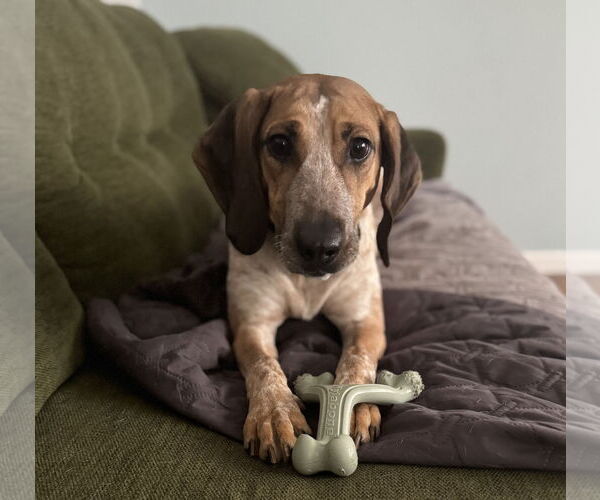 Medium Photo #2 Mutt Puppy For Sale in Woodbury, NY, USA