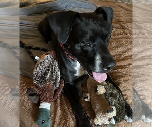 Rosie - Female Boxer-Unknown Mix Dog for Adoption - Photo #9