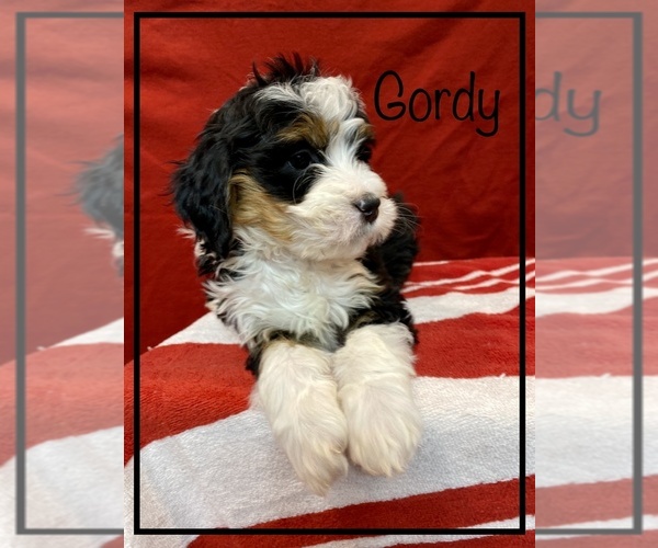 Medium Photo #2 Miniature Bernedoodle Puppy For Sale in STONE CREEK, OH, USA