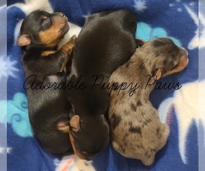Yorkshire Terrier Puppy for sale in ATHENS, AL, USA