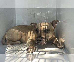 American Pit Bull Terrier-Bulldog Mix Dogs for adoption in Houston, TX, USA