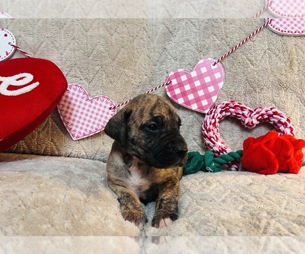 Medium Photo #4 Great Dane Puppy For Sale in GILLETT, PA, USA