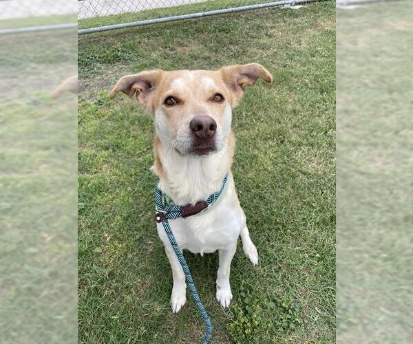 Medium Photo #3 Labrador Retriever-Unknown Mix Puppy For Sale in Corpus Christi, TX, USA