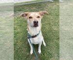 Small #2 Labrador Retriever Mix