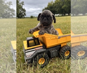 Pug Puppy for sale in MIDDLEBURY, IN, USA