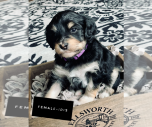 F2 Aussiedoodle Puppy for sale in WABASHA, MN, USA