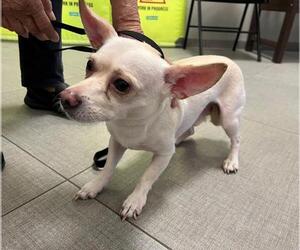 Chihuahua Dogs for adoption in Rancho Cucamonga, CA, USA