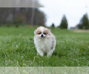 Pomeranian Puppy for Sale in NEW YORK, New York USA