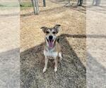 Small #1 Carolina Dog Mix