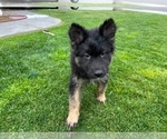 Small Photo #1 German Shepherd Dog Puppy For Sale in JURUPA VALLEY, CA, USA