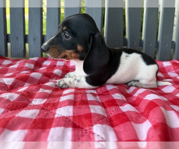 Medium Photo #4 Dachshund Puppy For Sale in WILLARD, OH, USA
