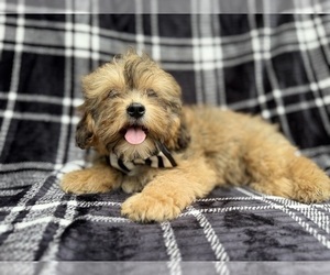 Shih-Poo Puppy for sale in LAKELAND, FL, USA