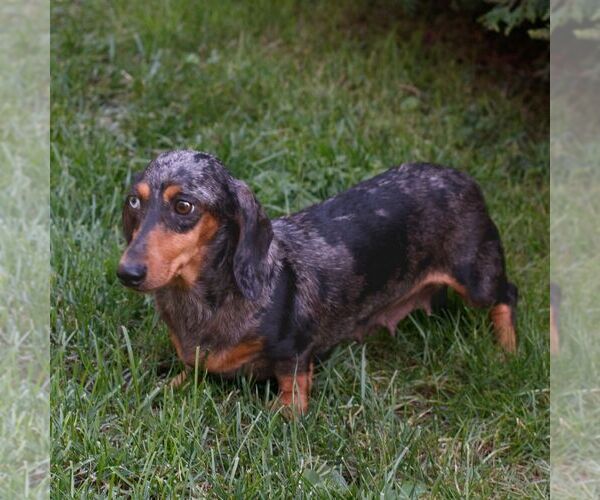 Medium Photo #1 Dachshund Puppy For Sale in HONEY BROOK, PA, USA