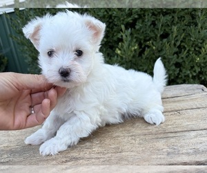 Maltese Puppy for Sale in MIDDLEBURY, Indiana USA