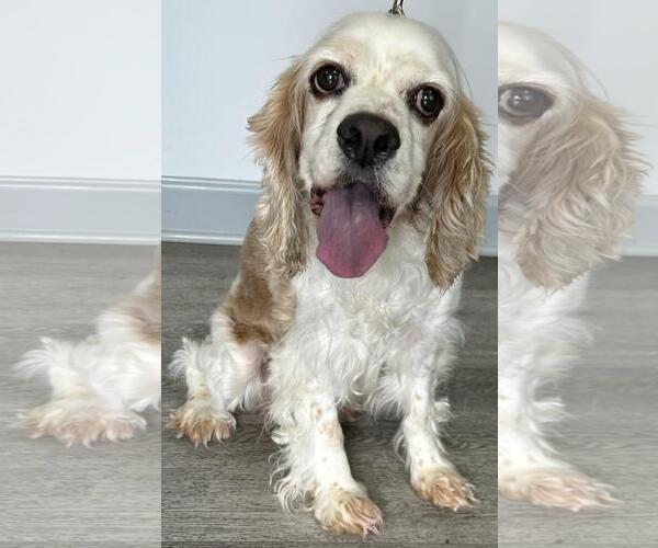 Medium Photo #4 Cocker Spaniel Puppy For Sale in Westminster, MD, USA