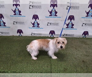 Shih Tzu Dogs for adoption in Orlando, FL, USA
