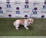 Small Shih Tzu