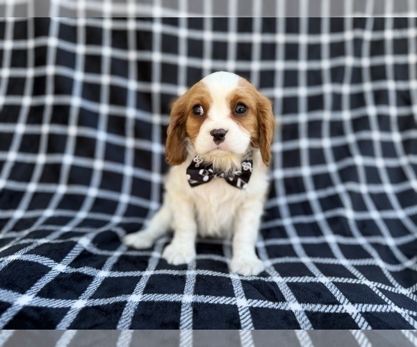 Medium Photo #5 Cavalier King Charles Spaniel Puppy For Sale in LAKELAND, FL, USA