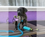 Small Photo #3 Cane Corso Puppy For Sale in SOUTH GATE, CA, USA