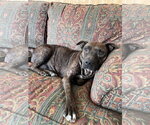 Small #5 Staffordshire Bull Terrier Mix