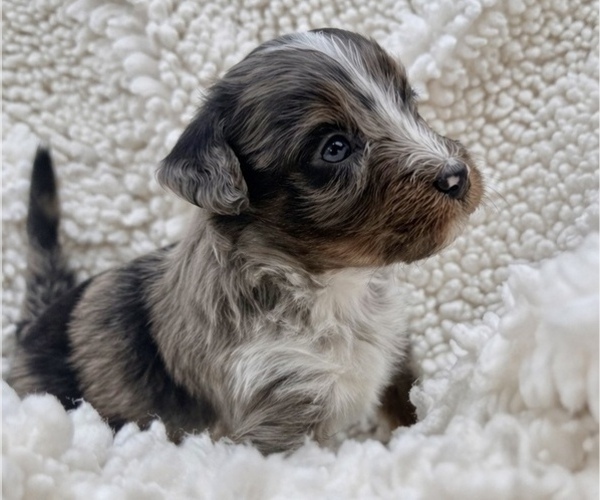Medium Photo #1 Aussie-Poo-Bernedoodle Mix Puppy For Sale in LEXINGTON, SC, USA