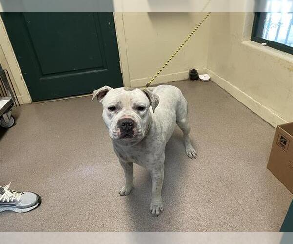 Medium Photo #1 Mutt Puppy For Sale in Pasadena, CA, USA