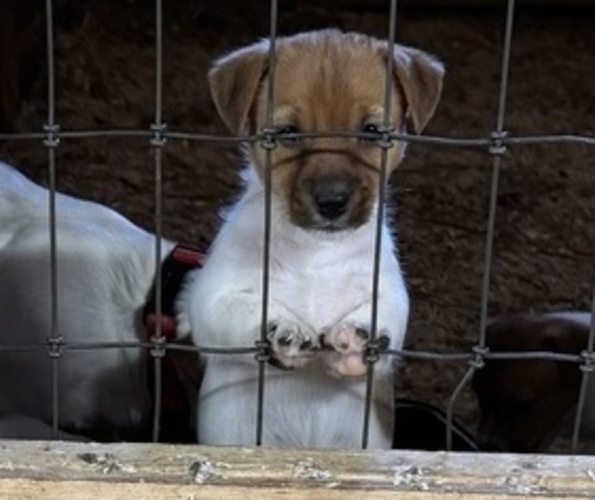 Medium Photo #1 Jack Russell Terrier Puppy For Sale in MIDDLEBORO, MA, USA