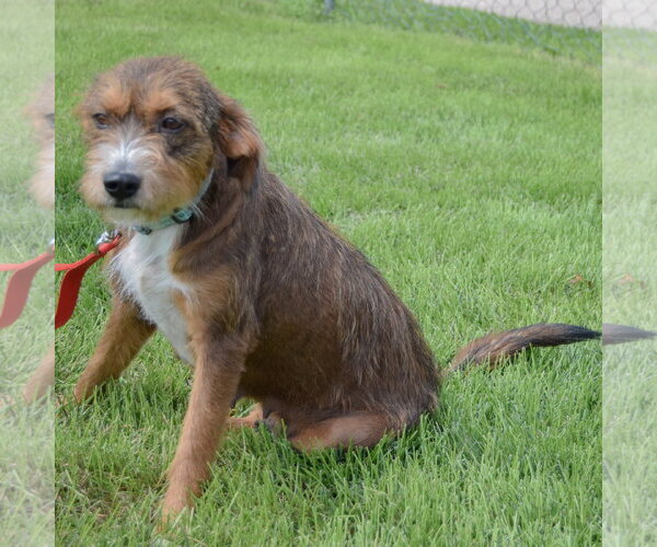 Medium Photo #3 Unknown-Welsh Terrier Mix Puppy For Sale in Huntley, IL, USA