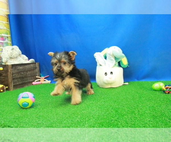 Medium Photo #6 Yorkshire Terrier Puppy For Sale in HICKORY, NC, USA