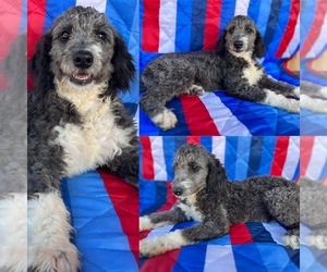 Aussiedoodle Miniature  Puppy for sale in BROOKER, FL, USA
