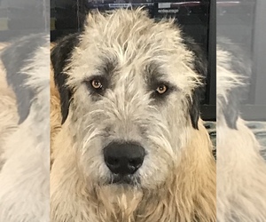 Irish Wolfhound Puppy for sale in BOONVILLE, NY, USA
