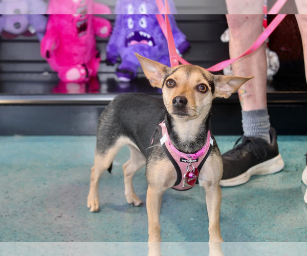 Medium Photo #2 Chihuahua-Unknown Mix Puppy For Sale in Cranston, RI, USA