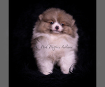 Small #4 Pomeranian
