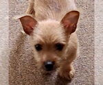 Small #2 Chihuahua Mix