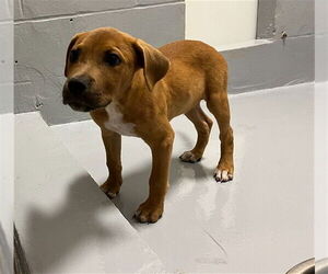 Medium American Pit Bull Terrier Mix