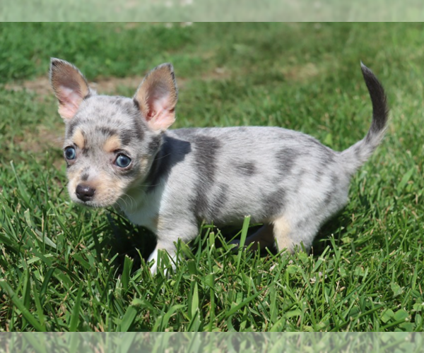 Medium Photo #13 Chihuahua Puppy For Sale in BOSTON, MA, USA