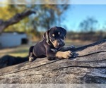 Small #9 Catahoula Leopard Dog