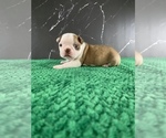 Small Photo #120 Boston Terrier Puppy For Sale in TULARE, CA, USA